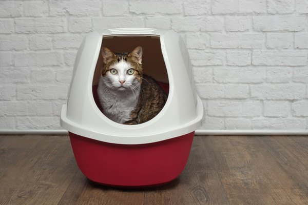 猫がトイレをはみ出す3つの原因と対処法、おすすめ商品まで