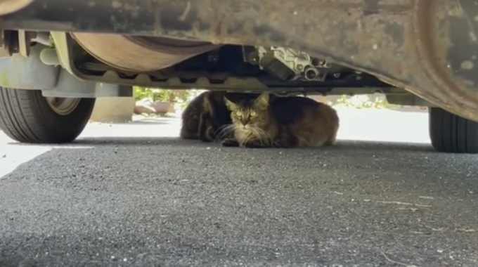 車の下に身を潜める親子猫…保護されおやつを頬張る姿に胸キュン♡
