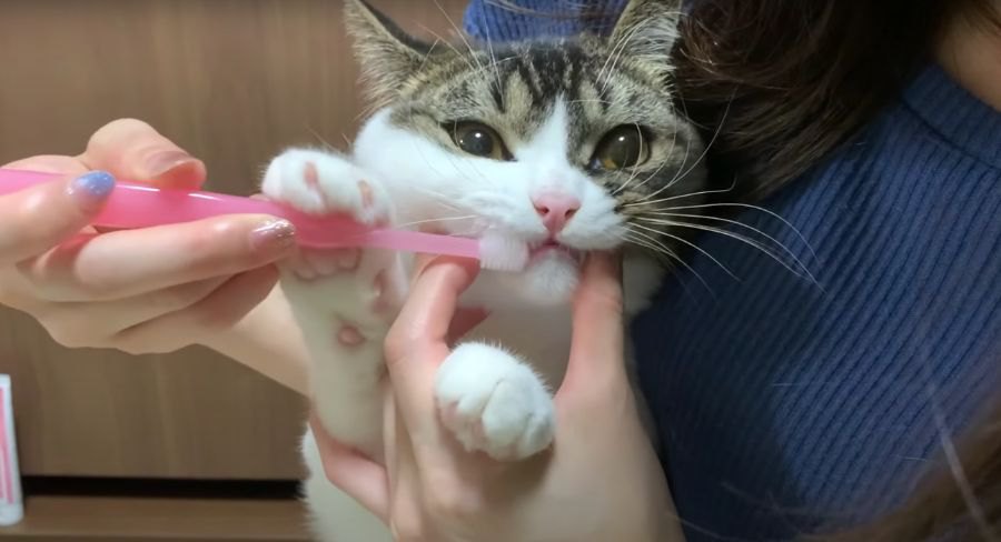 歯磨きが苦手な猫さん！がんばったけど…