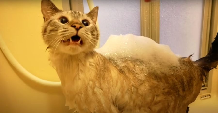 ついにきた…泡まみれの猫ちゃんのシャワータイム！