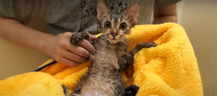 初めてのバスタイム♡子猫ちゃんを丸洗い！