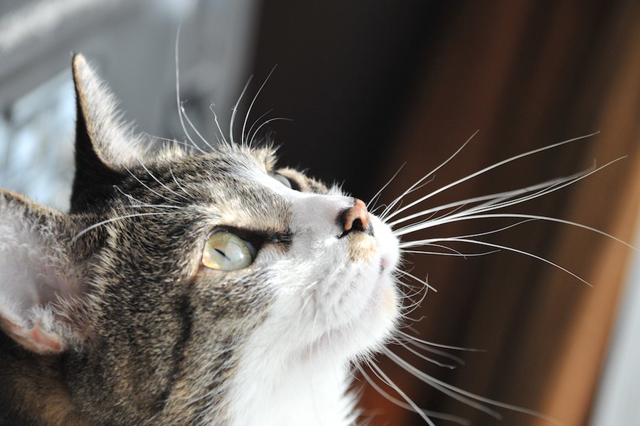 猫の眉毛は何のためにある？4つの役割