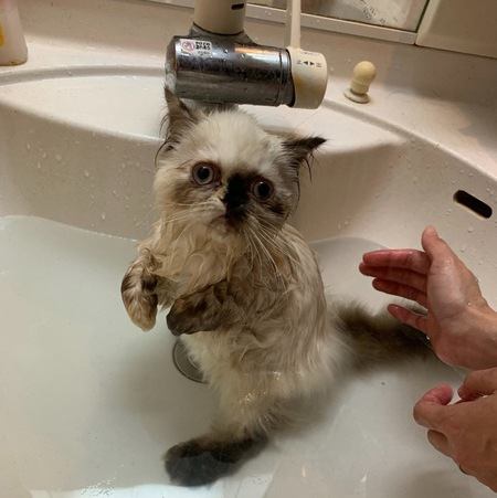 お風呂上がりの猫を早く乾かすコツ６つ