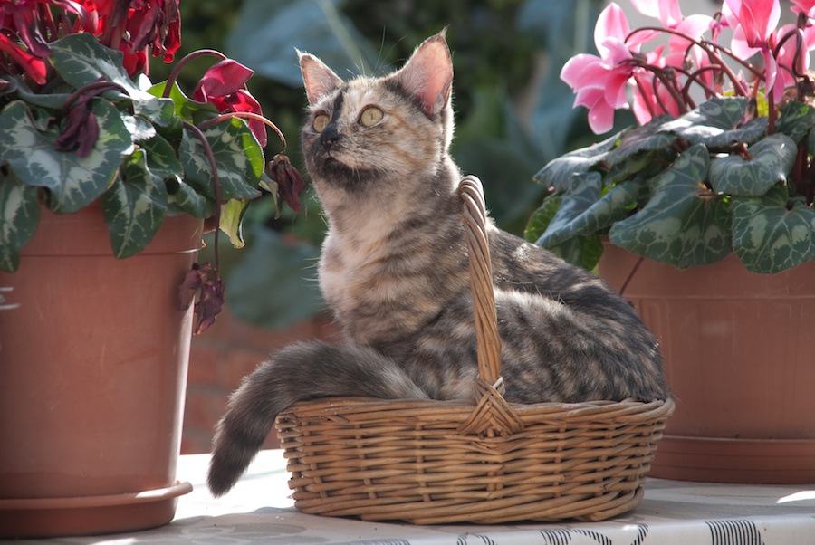 シクラメンは猫にとって危険な植物！理由と食べてしまった時の対処法