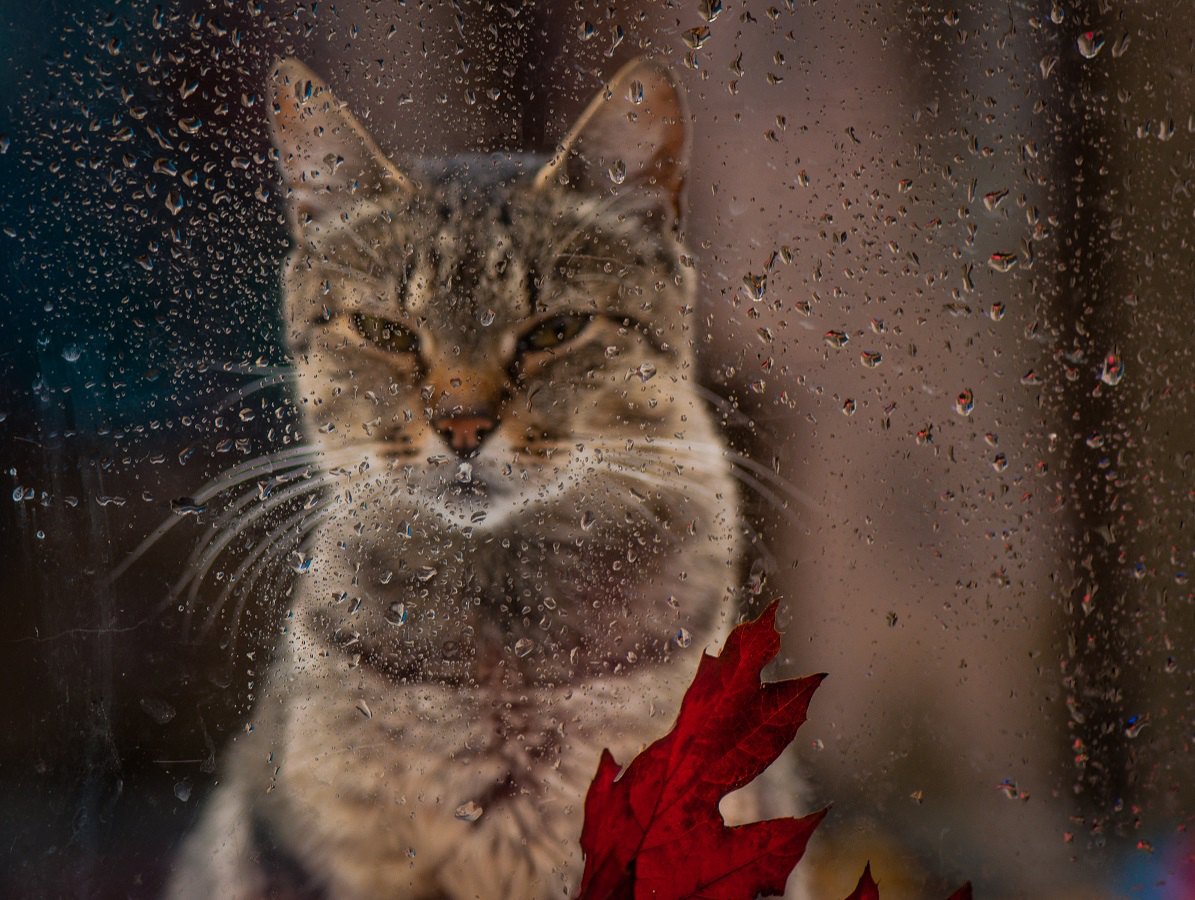 猫が雨の日に暴れる理由３つ