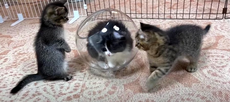【検証】子猫も液体化するの？　ガラスの鉢を置いてみたら…　かわいすぎる姿に悶絶♡