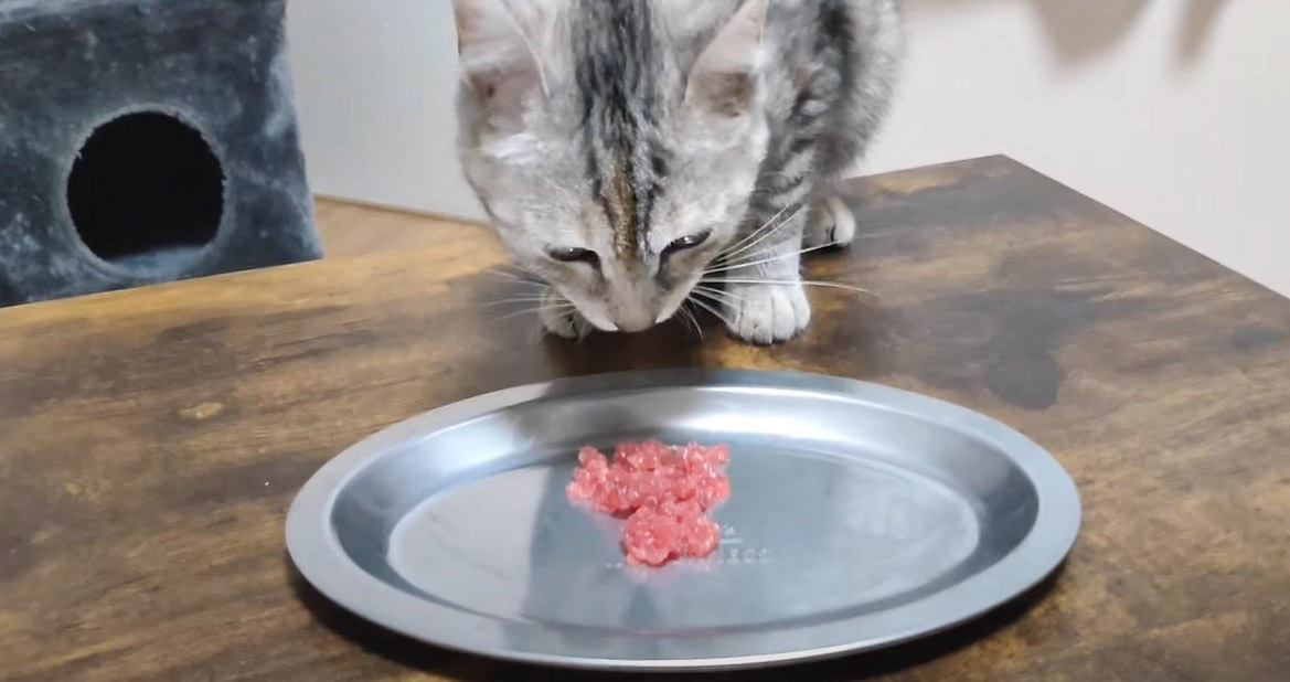 保護子猫が『マグロの刺し身』を初めて食べたら…心温まる反応にほっこりすると2万3000再生「本当に感謝」「癒やされる」の声