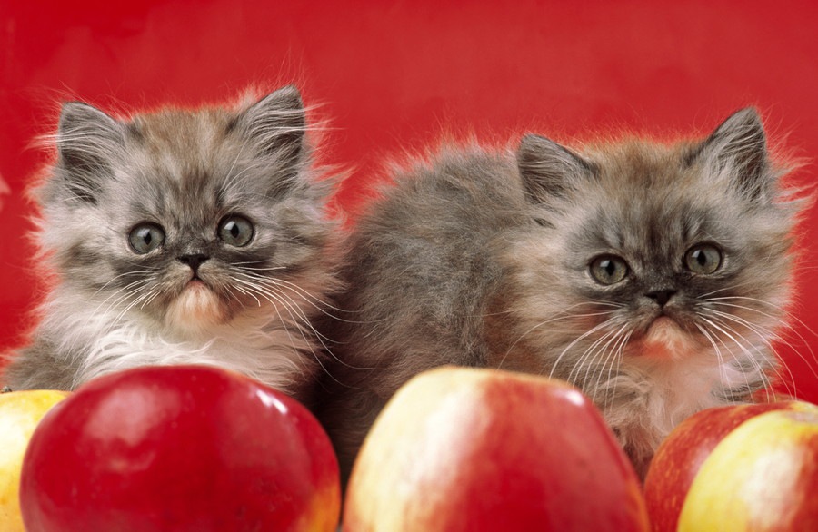 りんご猫とは？猫エイズの偏見をなくす活動