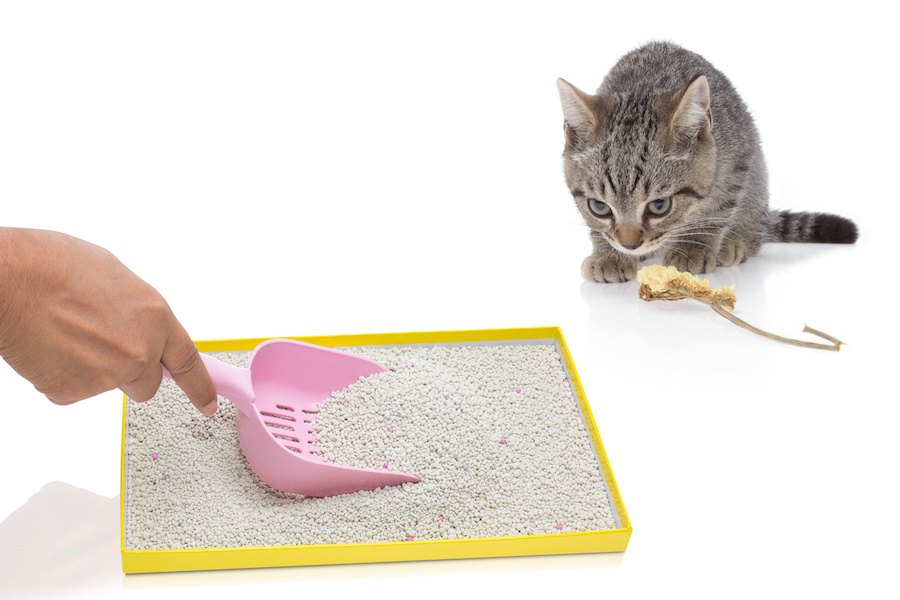 猫砂の処理はどうするの？処理方法や通販で買える猫砂もご紹介