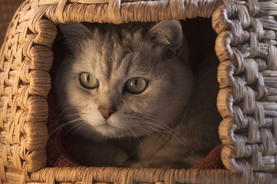 猫ちゃんが箱状のものや鞄などに入りたがるのは何故？