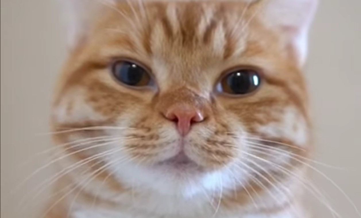 『鼻をヒクヒクさせる猫』が可愛すぎると話題に　絶妙な表情に450万人が注目 「たまらん」「なんでそんな顔にｗ」の声