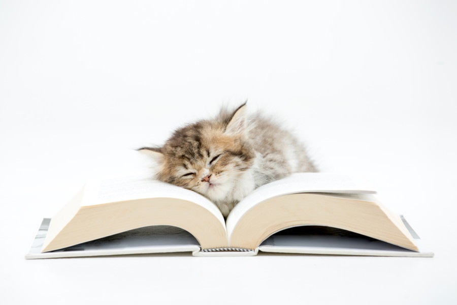 猫好きにおすすめしたい小説3選！泣ける、笑える、感動できる名作
