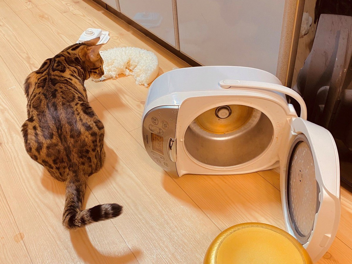 【大惨事】炊飯器をひっくり返した猫への制裁が『愛』に溢れすぎている件