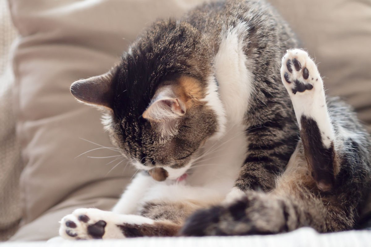 『精神的な負担がかかった猫』に起こりうる4つの病気　ストレスが原因で起きる体の不調と治療法
