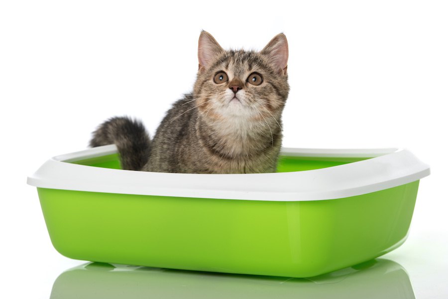 猫のトイレ消臭グッズおすすめ人気ランキング10選、選び方や手作りの仕方も