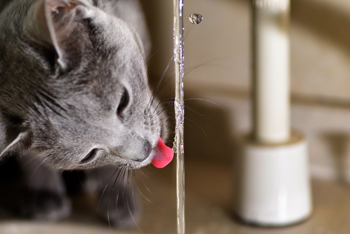 猫が水を飲む前に『掘る』理由３つ