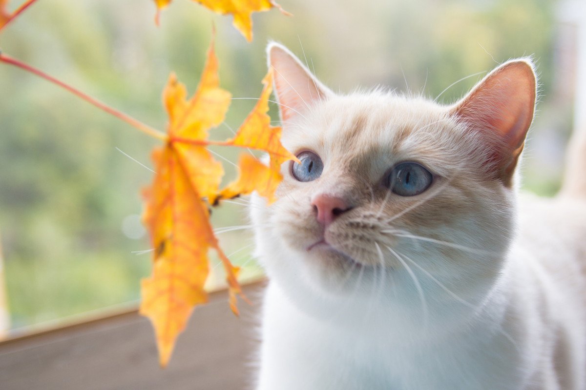 猫が『秋』になると変わる5つのこと　飼い主がしてあげるべきこととは？
