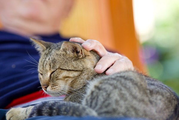 猫のアニマルセラピー！人の心を癒やす驚きの効果とは？