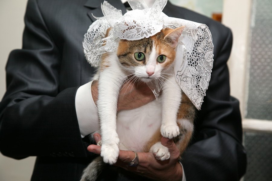 愛猫を自分の結婚式に参加させることってできるの？