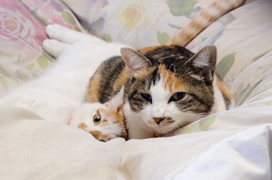 猫の避妊手術についての利点と気をつける点