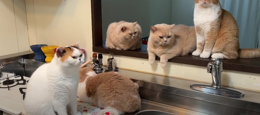「ご飯は？」5匹の猫レンジャーが台所に大集合！飼い主さんに圧を送る姿に爆笑