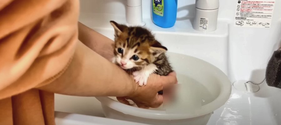 初めてのお風呂にドキドキの子猫ちゃん♡果たしてどうなる！？