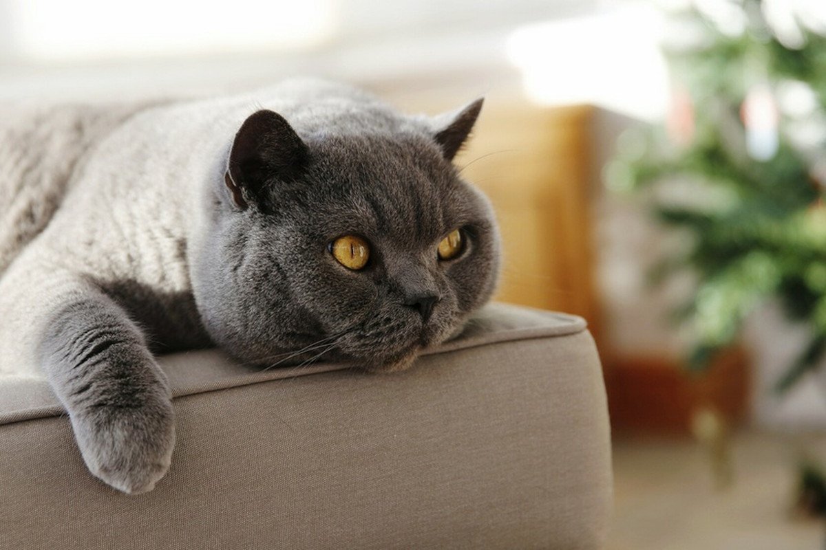 猫の『咳』は危険サイン？2つの原因と対処法