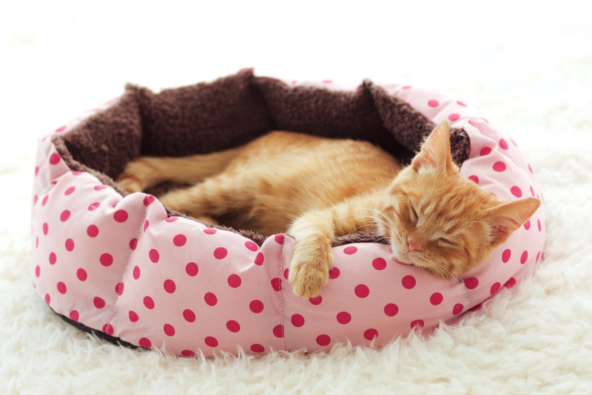 『猫ベッド』の理想的な置き場所3選！ひと工夫で最適な環境を作る方法とは？