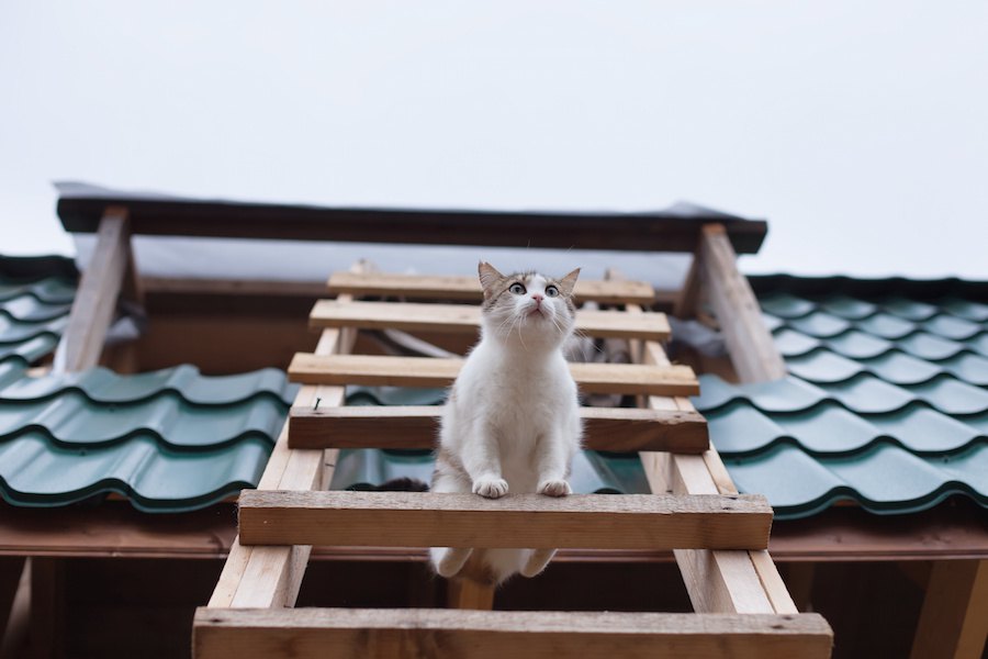 猫はしごのおすすめ３選、はしごつきのキャットタワーも紹介