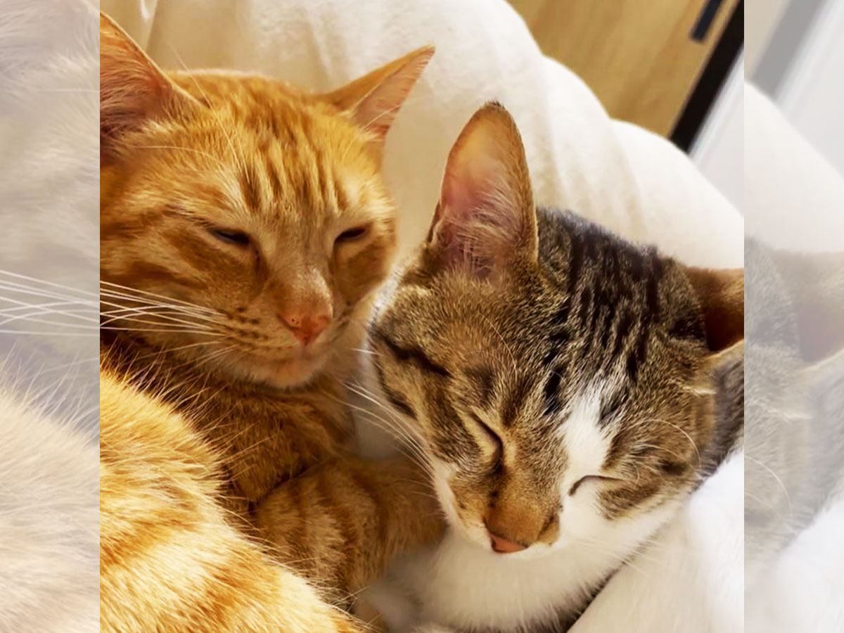猫2匹の『寝落ち寸前』を撮影した結果…仲良しすぎる寝姿が”癒やし”と452万再生「助けて…かわいすぎる…」「ずっと見ていられる」