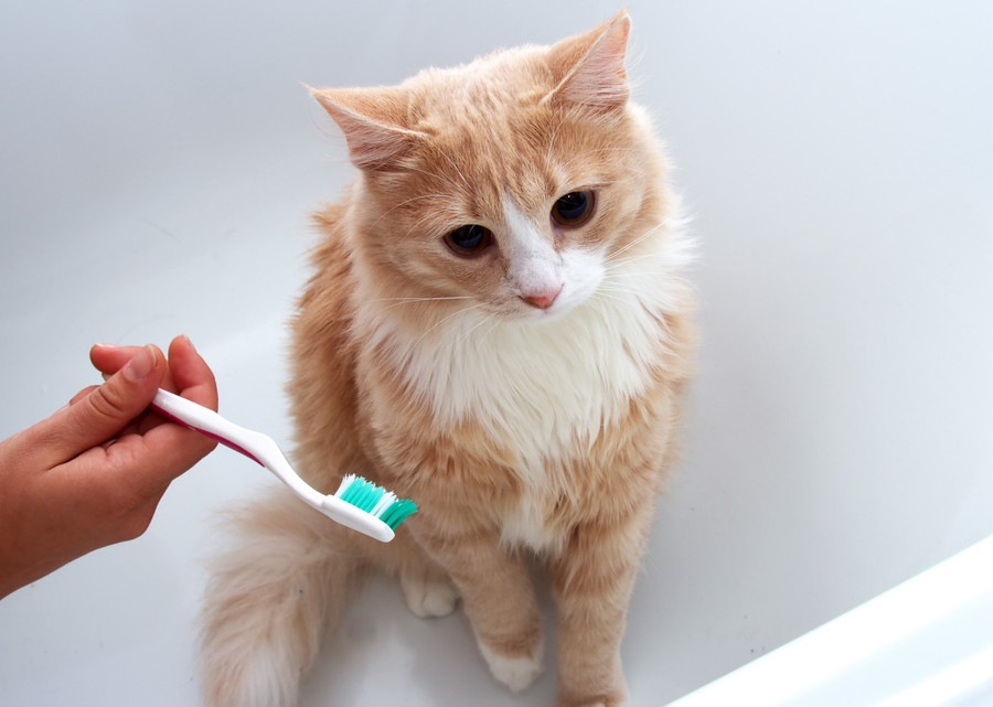 猫の歯石を除去するデンタルケアと予防法について