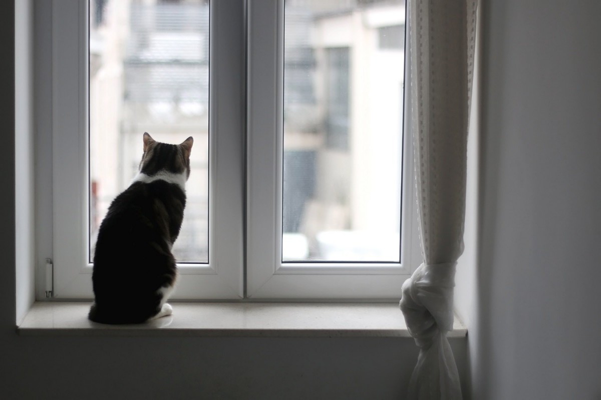 猫飼いさん注意！換気の為に窓を開ける時のリスク３つ