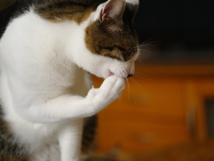 猫が『肉球をガブガブ噛む』ときの理由4つ
