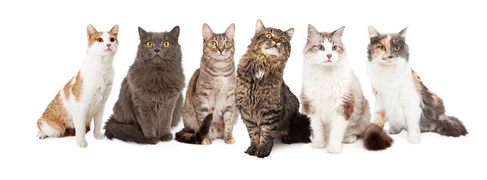 猫の模様24種類の呼び名とその要素