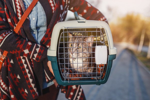 猫と一緒に避難するための防災対策、グッズや避難所について