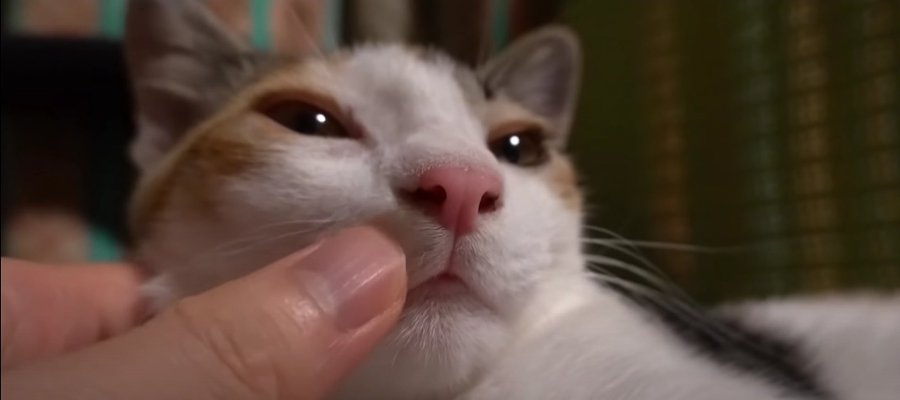 お鼻をこちょこちょ！顔面を触られてもうっとりな表情の猫さんに癒やされる