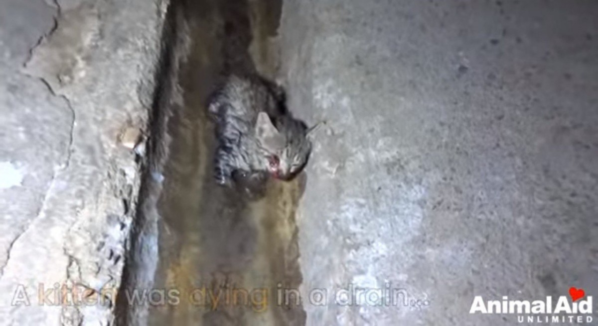 排水路で瀕死の子猫を救助。お願い、間に合って…