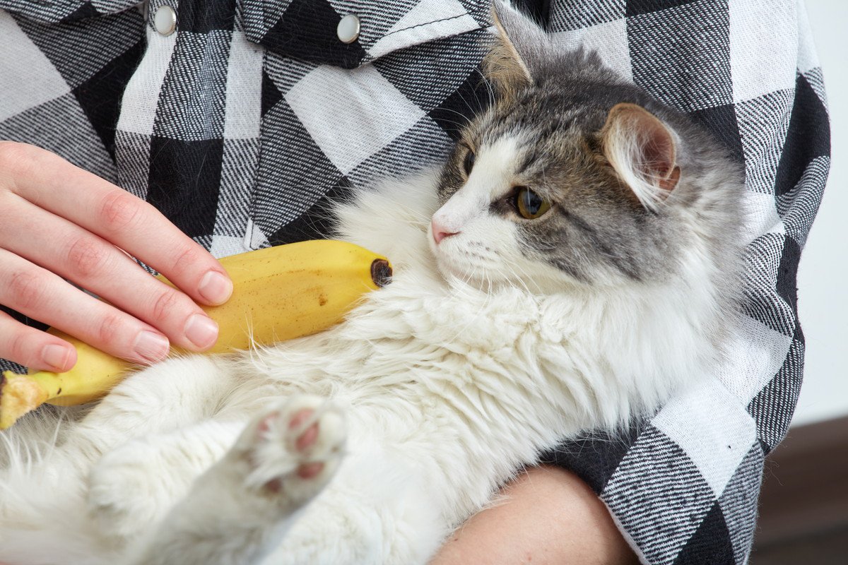 猫に『バナナ』をあげても大丈夫？栄養素や与える場合に注意すべきこと