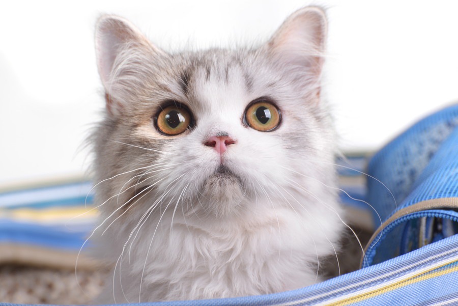 猫のキャリーバッグのおすすめ商品とタイプ別の選び方
