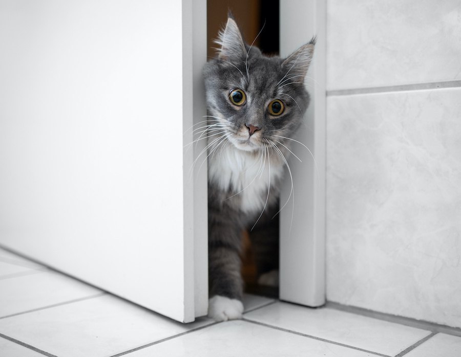 猫が禁止している部屋に『わざと入る』理由３つ