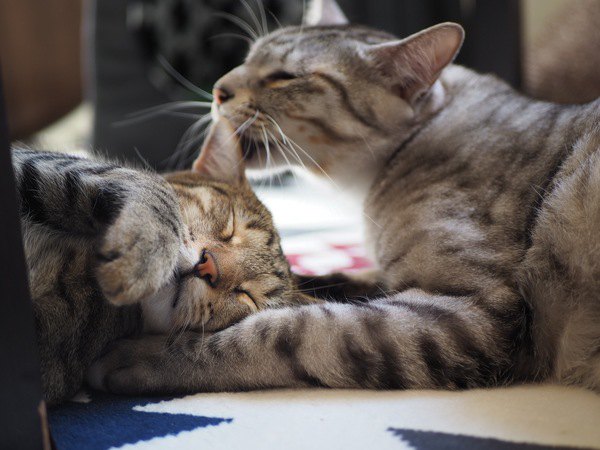 猫に愛情を伝えることができる撫で方５つ