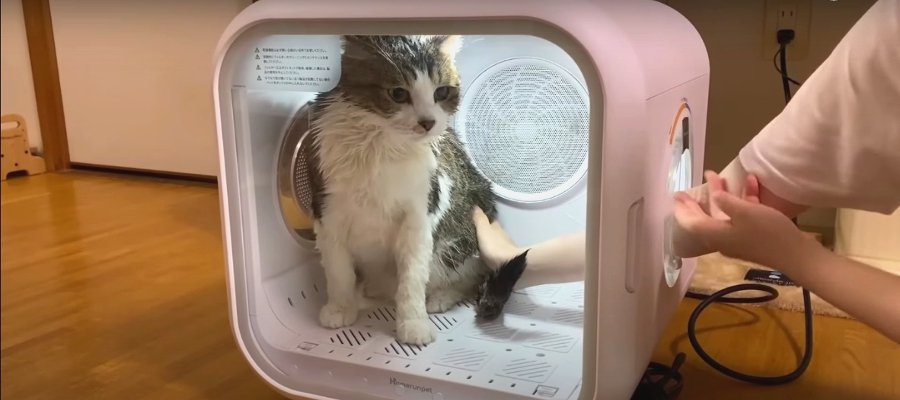 猫さんのお風呂上がりに！ドライヤーハウスってどんな感じ？