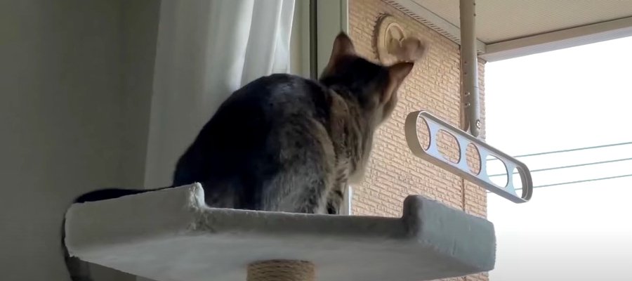 『窓の外をじ～っ』目の前のすずめに釘付けな猫ちゃん！