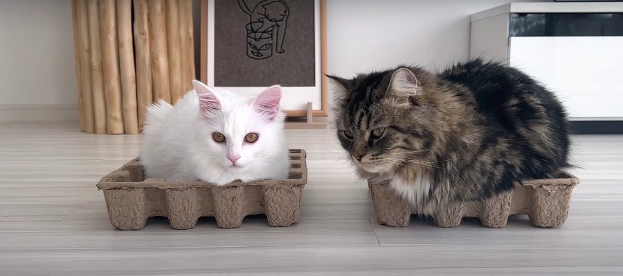2匹の猫ちゃんに同じ箱をプレゼント♡ 果たしてどんな反応をするのかな？