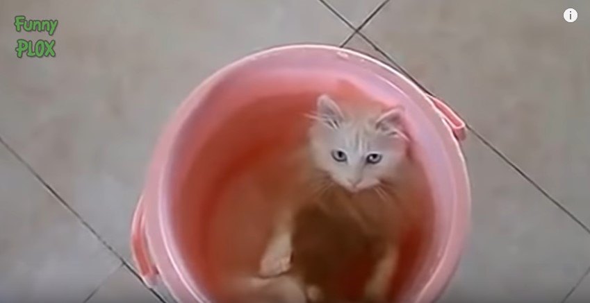 猫 vs. 水。この永遠のテーマを、ダイジェスト動画でご覧あれ。