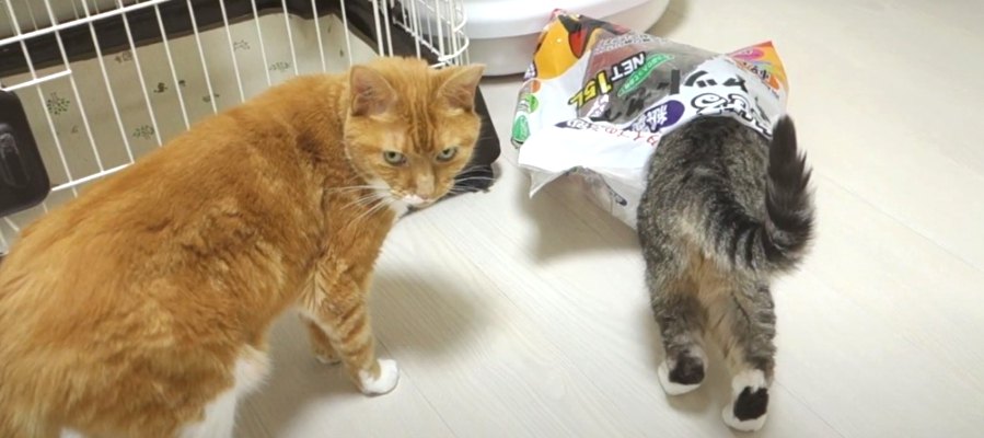 猫ちゃん達の衝動を抑えきれない魅惑の袋とは！？