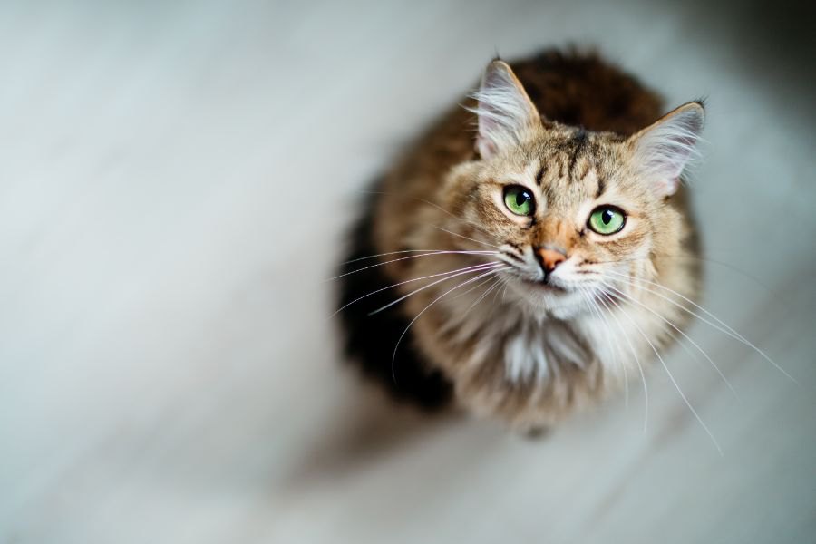 猫の『健康状態を悪化させる』飼い主のNG行為５つ