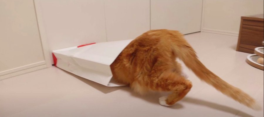 紙袋を発見したらまずは確認！頭を突っ込む猫さんが可愛い