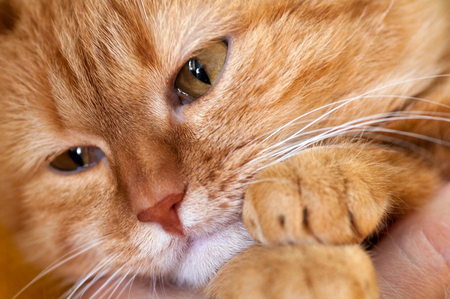 死んだ猫が悲しむ飼い主の６つの行動