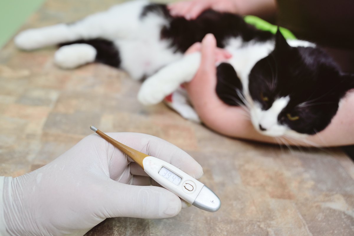 猫の『平熱』は何度？緊急時の正しい熱の測り方と体温から見極める受診の目安